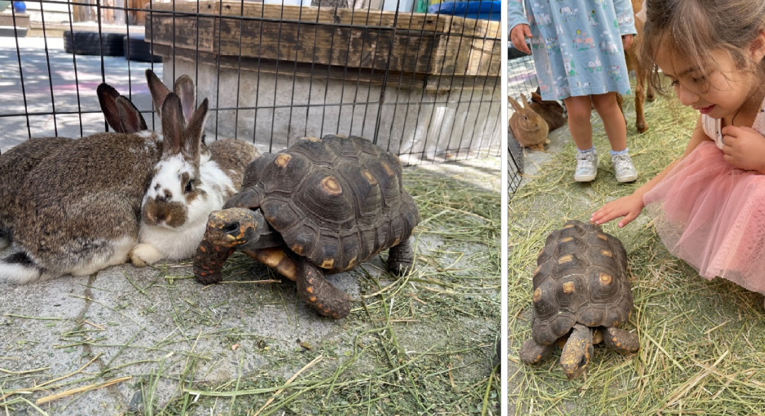 Petting Zoo