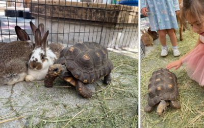 Petting Zoo